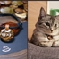 아텐퍼즐 한정판 강아지 인식표, 고양이이름표, 고양이목걸이